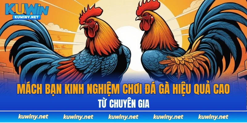 Kinh nghiệm chơi đá gà kuwin hiệu quả